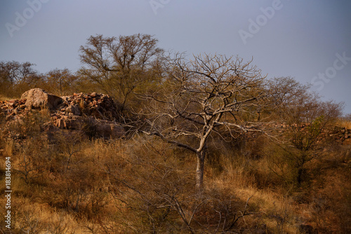 Landscape of Ranthambore, India. Dry forest