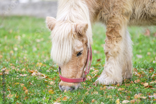 Little horse eating grass in park in autumn 7