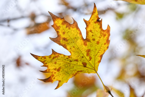 Autumn maple Leaf 1