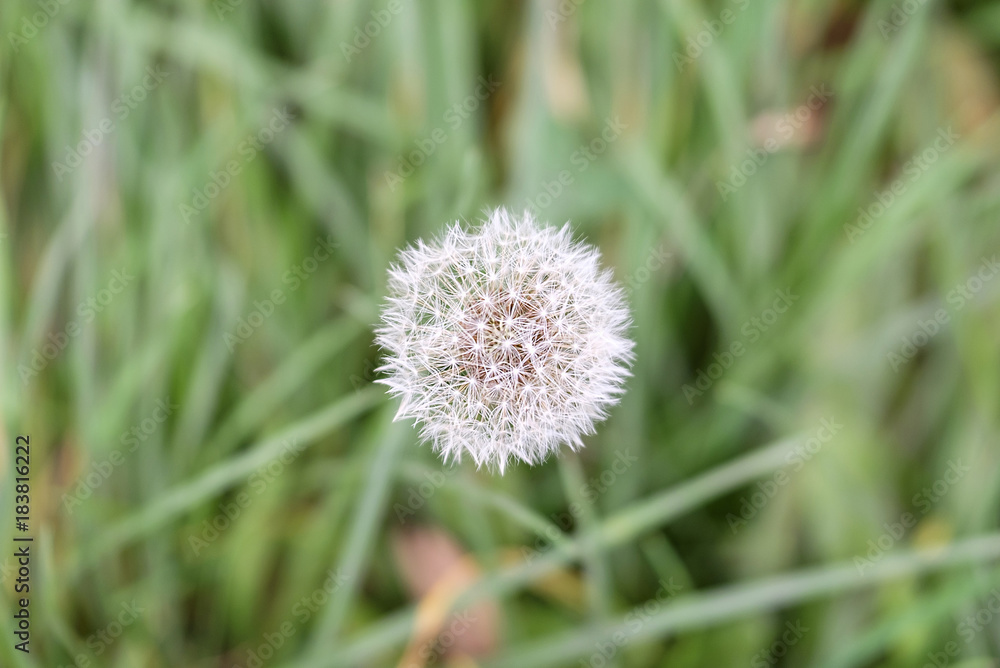White dandelion head with grass background 1 White dandelion head with grass background 1