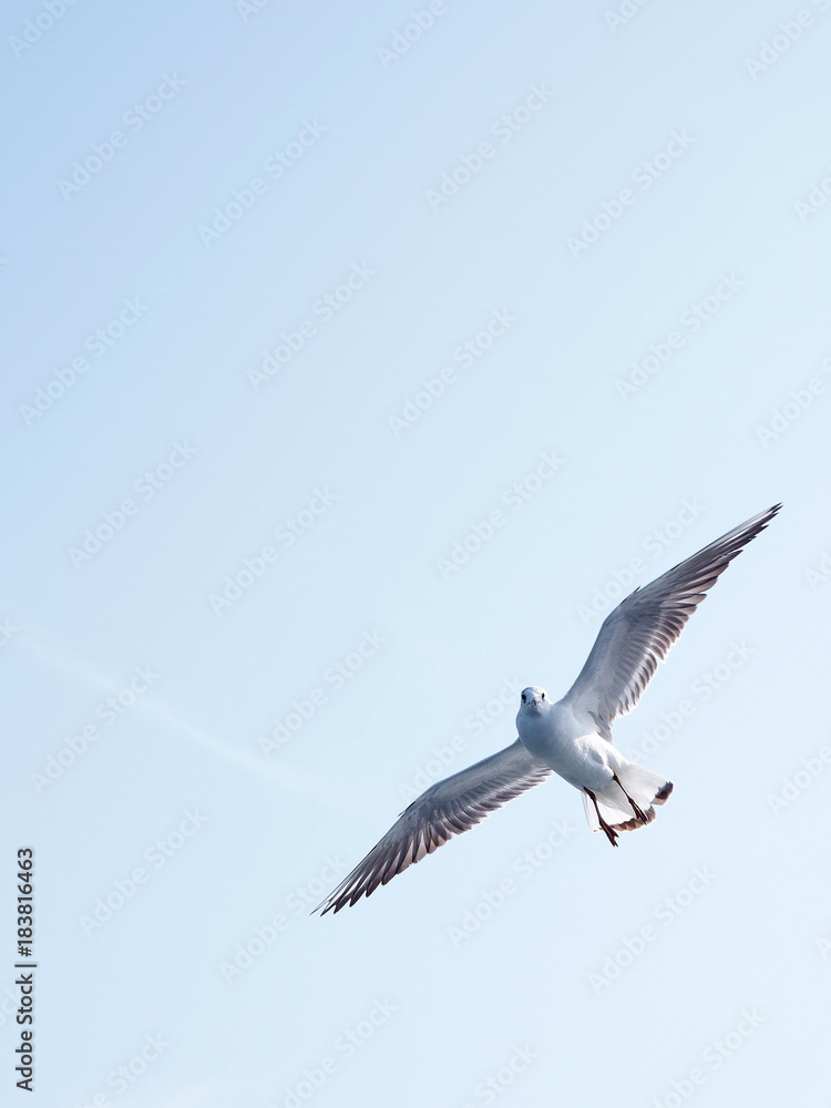 Obraz premium Flying seagull in the air