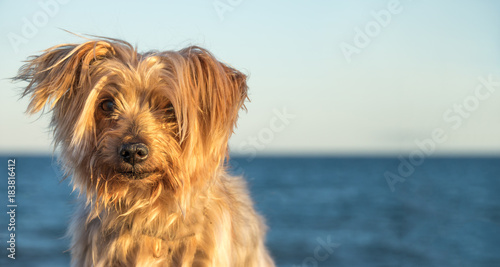 expressive dog portrait with Copy space, blurred sea background. Doggy hairy ear, nose and snout, Yorkshire Terrier illuminated by warm sunset light.