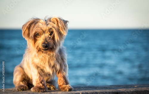 dog seated portrait with copy space at one side, warm sunset light colors, blurred sea background. Doggy like lion hairy ear, nose and snout, Yorkshire Terrier