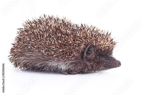 Hedgehog wild animal quill closeup on isolated white studio background. Cute.