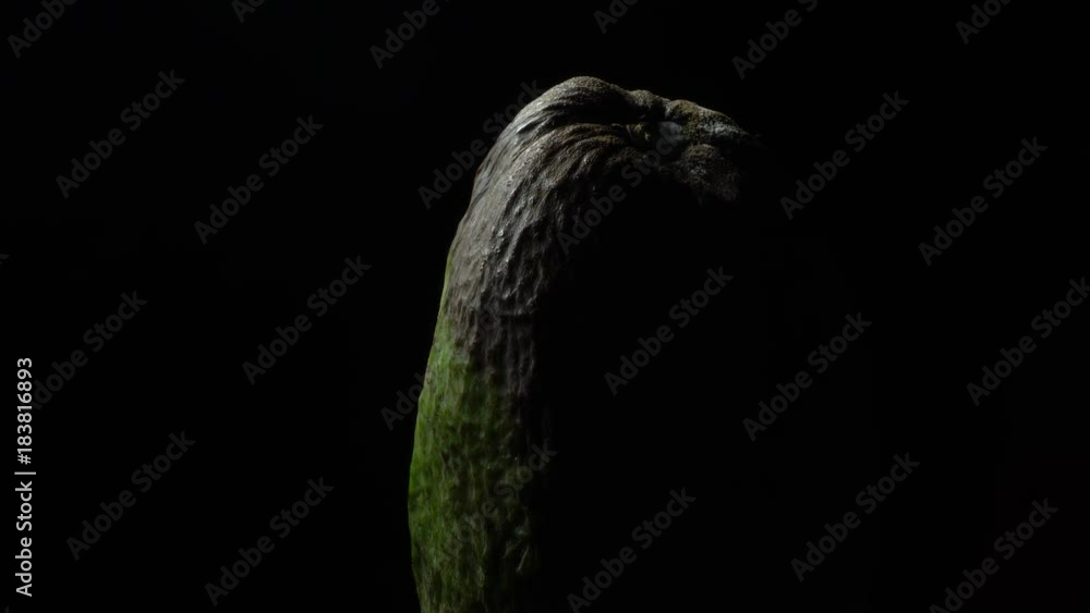 Rotten avocado in rotation Rotten avocado in rotation