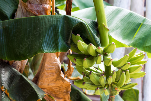 Unripe bananas on the tree in Punta Cana, La Altagracia, Dominican Republic. Close-up. photo