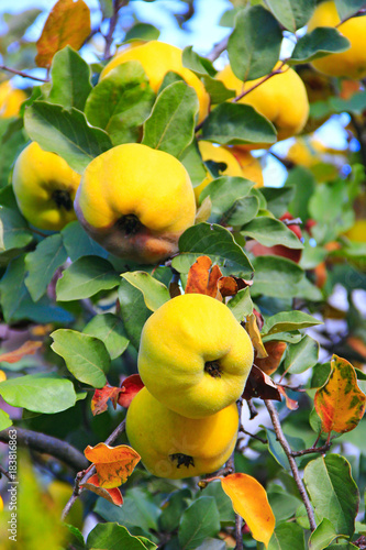 Papier peint fresh fruits of quince on the tree