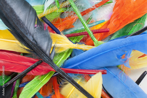 Feathers texture. Beautiful colored vibrant bird feather photo as background....