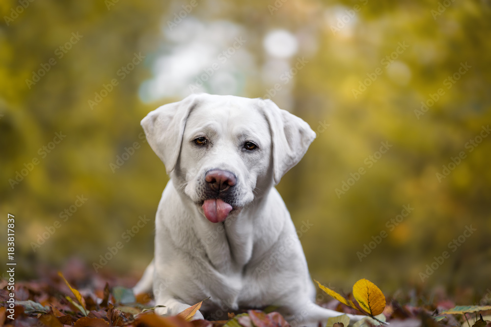 Junger süßer labrador retriever hund welpe im wald streckt die zunge raus