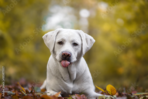 Junger süßer labrador retriever hund welpe im wald streckt die zunge raus © manushot
