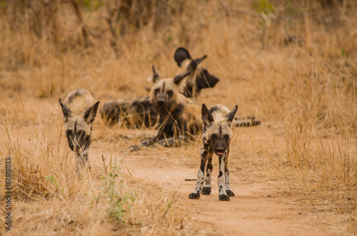 Afrikanische Wildhunde in der Savanne vom in Simbabwe  S  dafrika