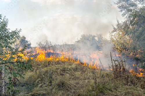 Massive forest wildfire due to hot, dry and windy weather © Kirill Gorlov