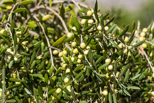 Green olives on a tree in the garden, Siurana, Catalunya, Spain. Close-up.