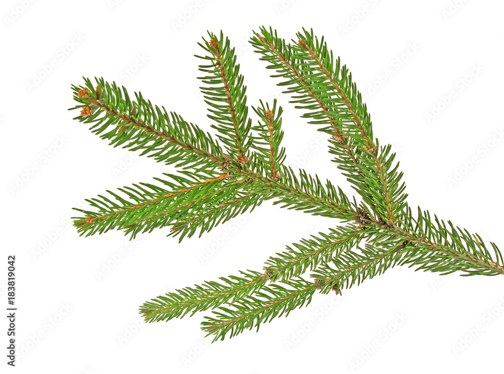 Naklejka premium Green fir branch for christmas, isolated on white background