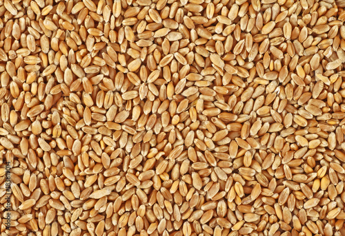 Wheat background, top view