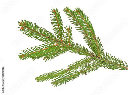 Green fir branch for christmas, isolated on white background