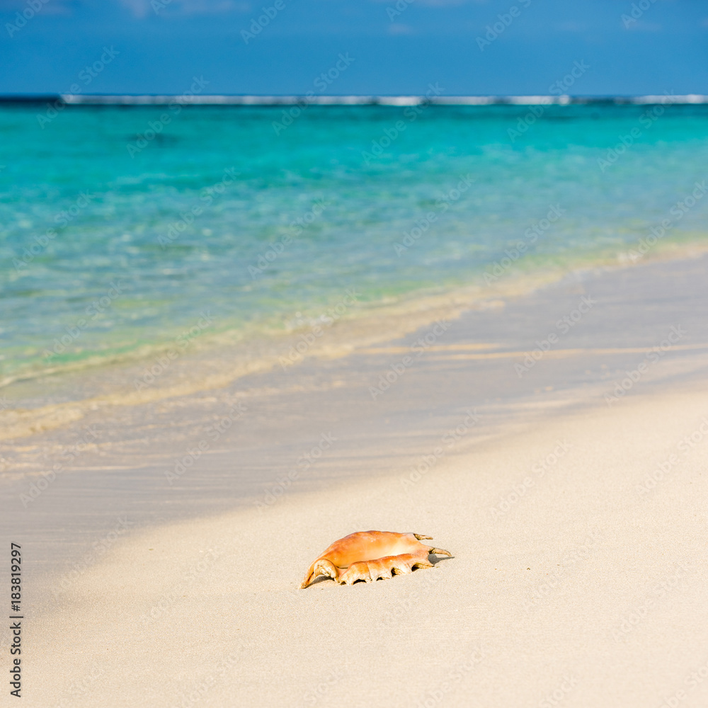 Seashell on the sandy beach, Maldives, Indian Ocean. Copy space for text.