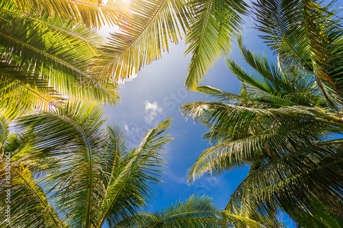 Fototapeta Naklejka Na Ścianę i Meble -  Green tropical palm tree leaves and sun leak on blue sky in sunny day. Paradise exotic tropic background 