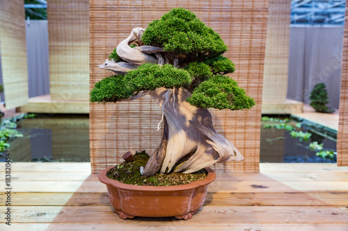 Miniature plant grown in a tray according to Japanese bonsai traditions
