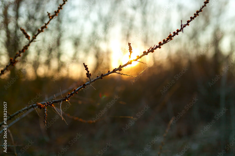 branch in the rays of the sunset branch in the rays of the sunset