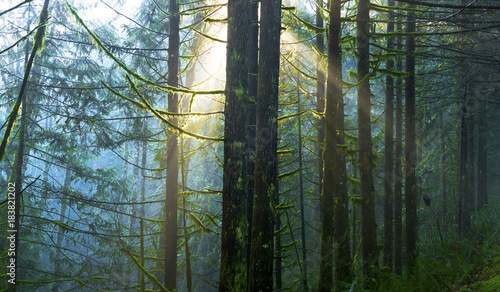 Golden Ears Provincial Park Rain Forest Landscape and Mountains