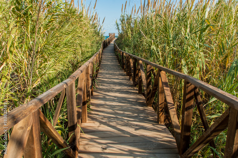Obraz premium Wooden footbridge across the reeds