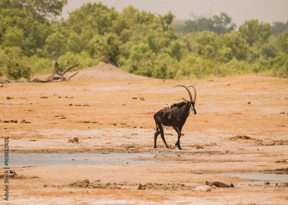 Rappenantilope in der Savanne vom in Simbabwe, Südafrika Rappenantilope in der Savanne vom in Simbabwe, Südafrika
