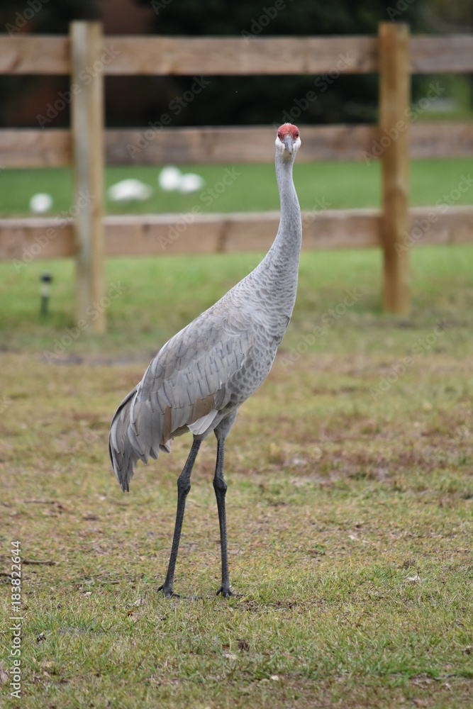 Obraz premium Florida Sandhill Crane