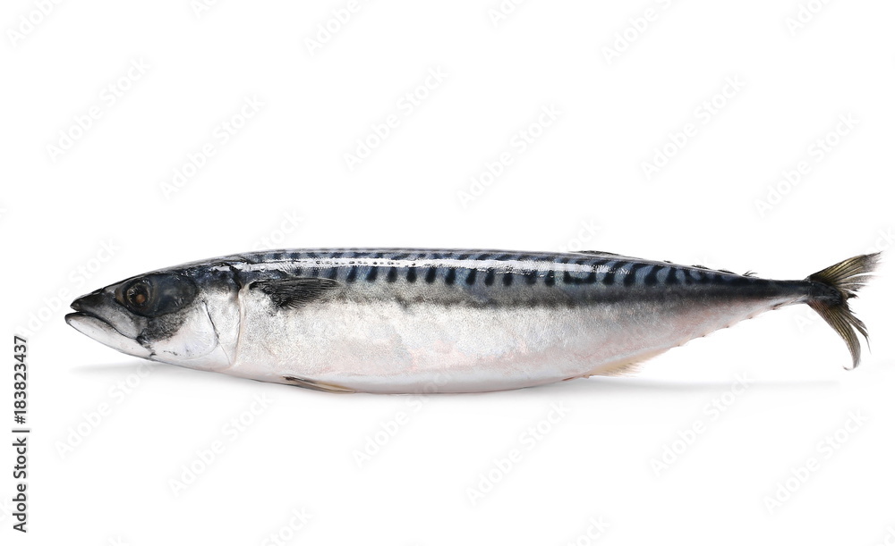 Atlantic mackerel (Scomber scombrus) fish isolated on white Atlantic mackerel (Scomber scombrus) fish isolated on white