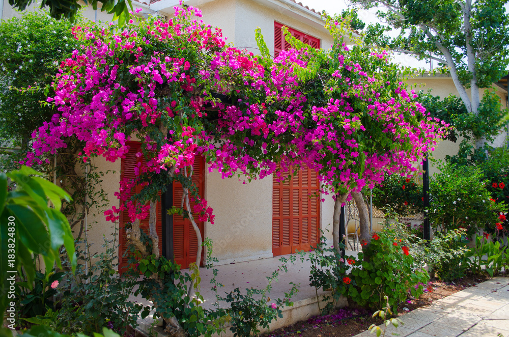 Fototapeta premium Cyprus, travel, buildings, architecture, flowers, island, sea, landscape, shore, object, outside, travel, summer