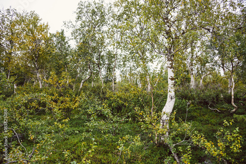  Landscape of the tundra
