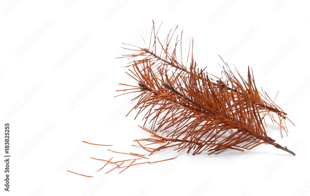 dry fir twigs isolated on white background dry fir twigs isolated on white background