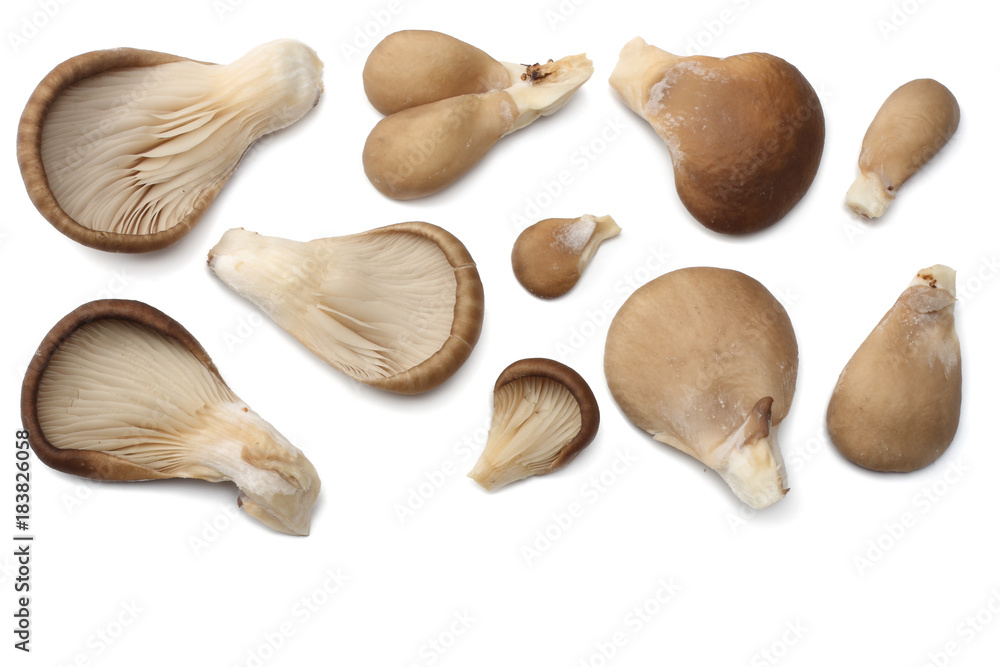 Oyster mushrooms isolated on white background. top view Oyster mushrooms isolated on white background. top view