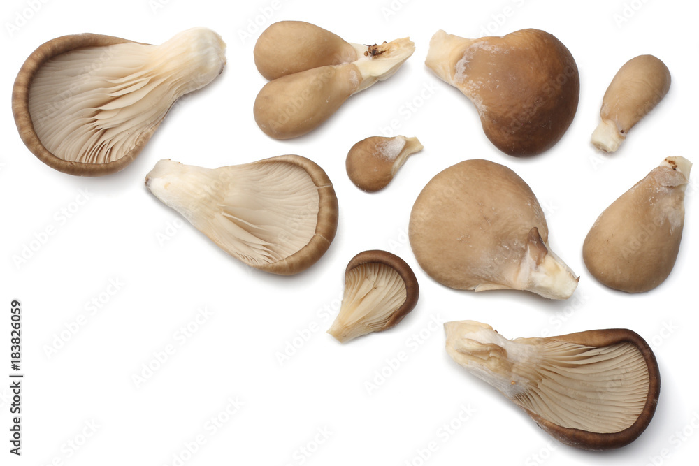 Oyster mushrooms isolated on white background. top view Oyster mushrooms isolated on white background. top view