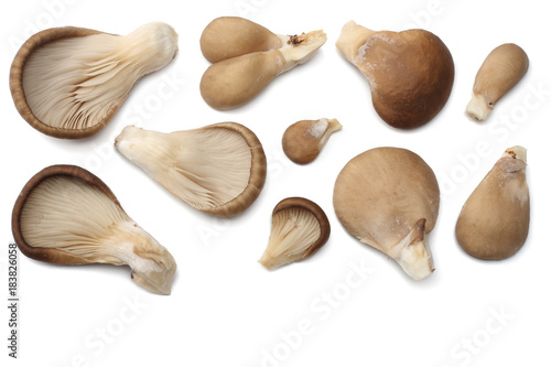 Oyster mushrooms isolated on white background. top view