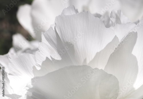 White flower petals, background