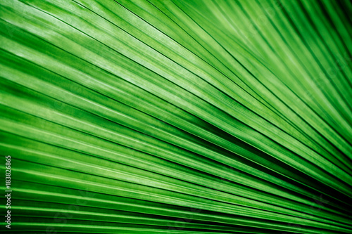 fresh green leaf with horizontal lines. © redchanka