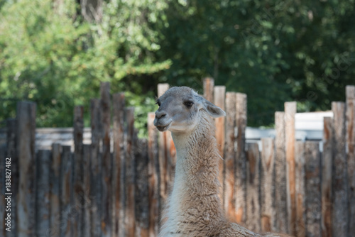 Фотография Llama Looker