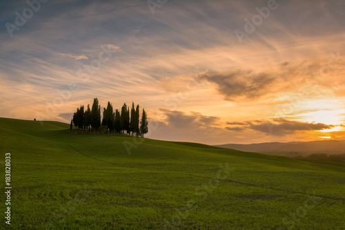 Cypresses at sunset