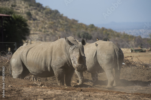 Rhino © Herman