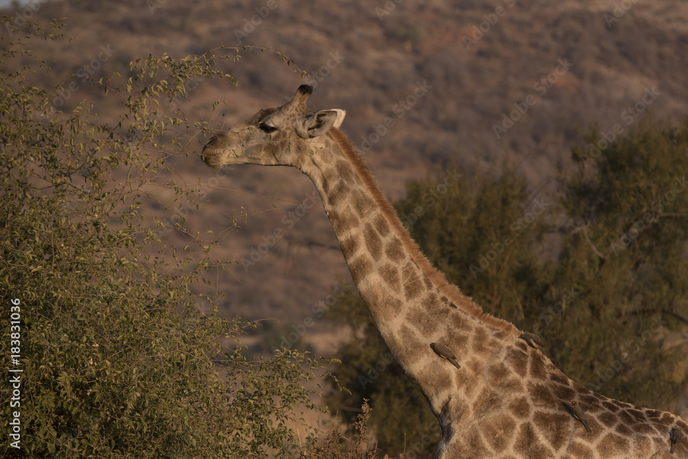 Canvas Print Giraffe