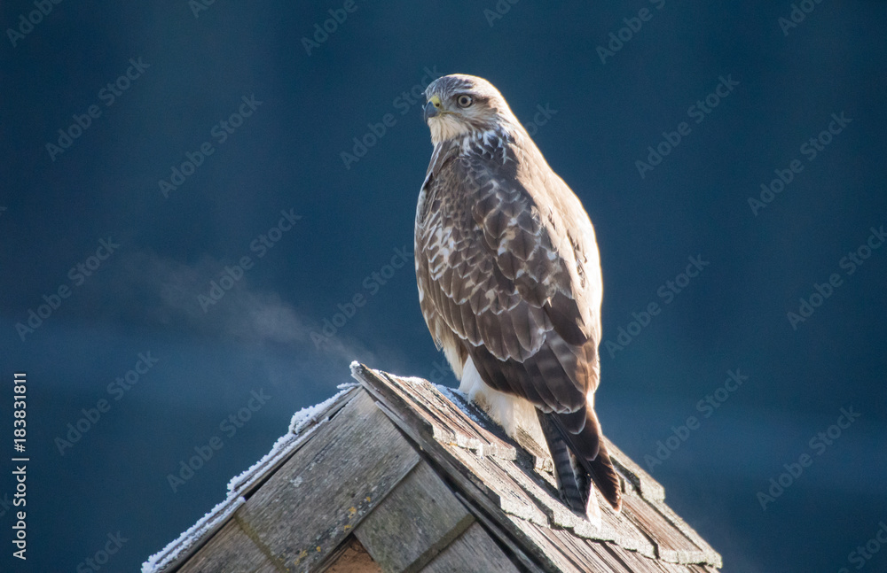 Mäusebussard - buteo buteo