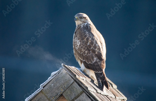 Obraz na płótnie Mäusebussard - buteo buteo w salonie