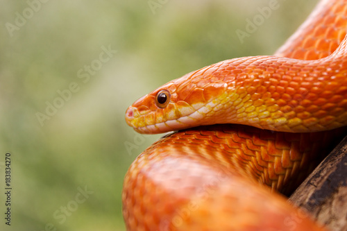 Orange corn snake crawling on a branch and looking forward on green blurred background