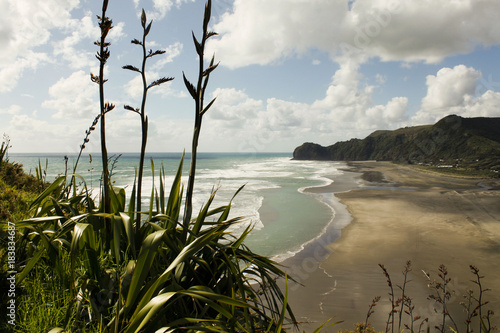 Flax bush overlooking Piha Beach