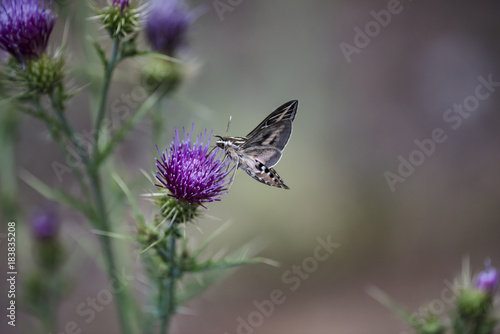White-Lined Sphinx Moth (Hiles lineata) Feeding in Flight