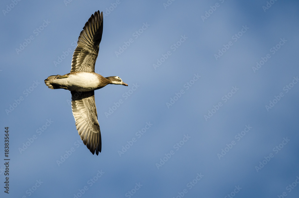 Wood Duck Flying in a Cloudy Sky Wood Duck Flying in a Cloudy Sky