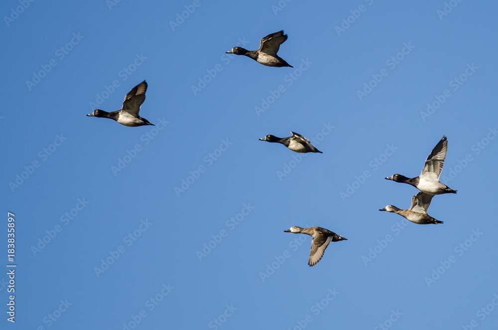 Obraz premium Flock of Ring-Necked Ducks Flying in a Blue Sky