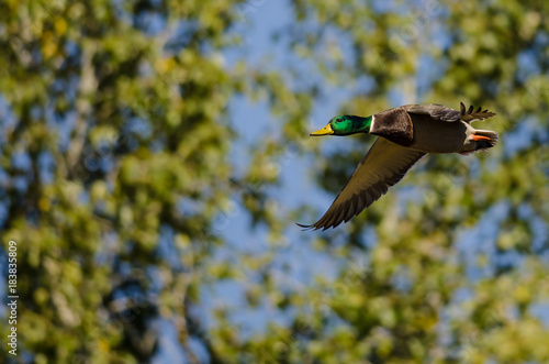 Mallard Duck Flying Past the Autumn Trees