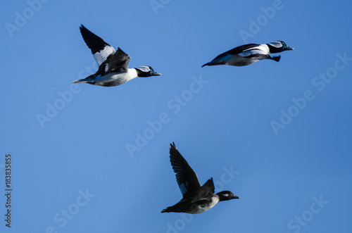 Three Bufflehead Ducks Flying in a Blue Sky © rck